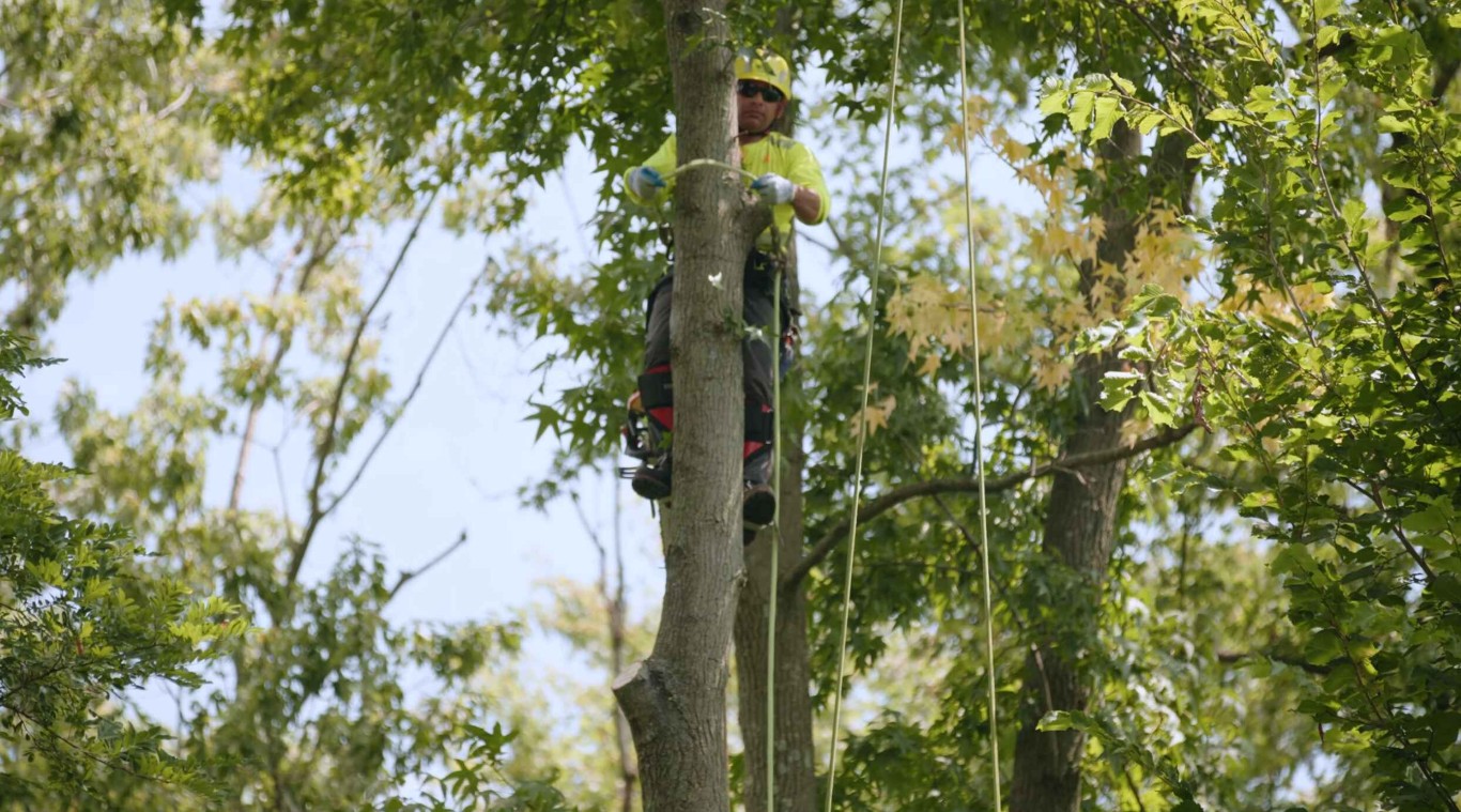 Tree trimming and pruning services in Mission Viejo, CA